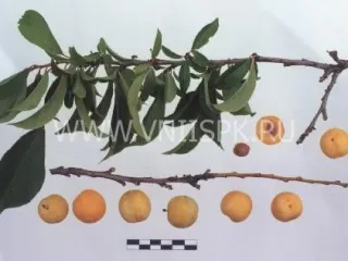 Сорт сливы китайской Ваулинская