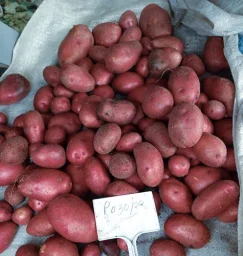 Сорт картофеля Розара 2