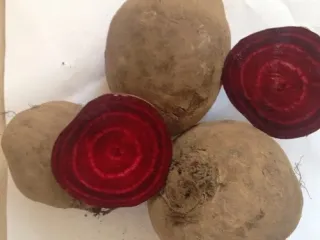 Сорт свеклы Бордо 237