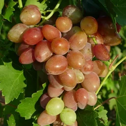 Сорт винограда Тасон 0