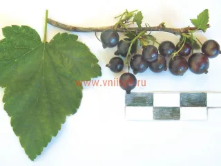 Сорт смородины черной Подарок Заполярья
