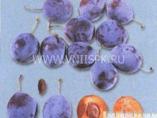 Сорт сливы домашней Венгерка Кавказская