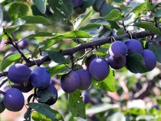 Сорт сливы Тульская черная