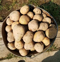 Сорт картофеля Лина 1