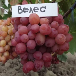 Сорт винограда Велес 2