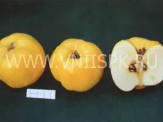 Сорт айвы Анжерская