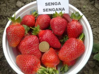 Сорт клубники Зенга Зенгана 1