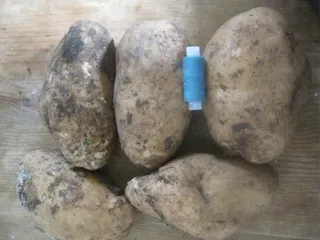 Сорт картофеля Лорх