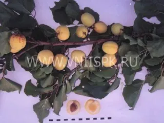 Сорт абрикоса Хекобарш