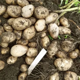 Сорт картофеля Наяда 0