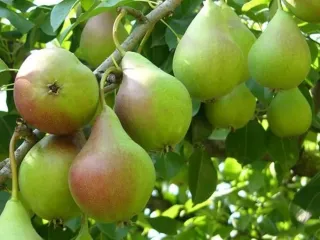 Сорт груши Банановая
