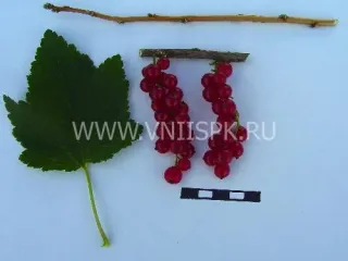 Сорт смородины красной Константиновская (Память Смольяниновой)