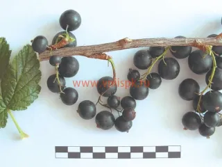 Сорт смородины черной Сеянец Голубки