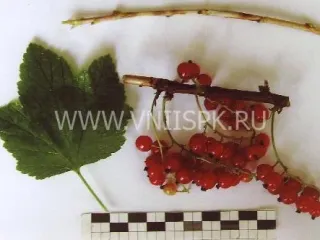 Сорт смородины красной Скороспелая (Ранняя Фаворской)