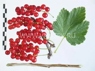 Сорт смородины красной Подарок Лета