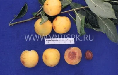 Сорт сливы китайской Рассвет Ранний 0