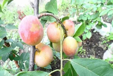 Сорт сливы китайской Егоровна 0