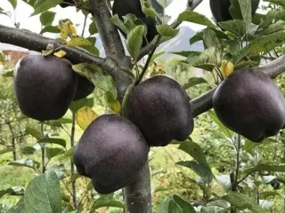Сорт яблони Черный бриллиант