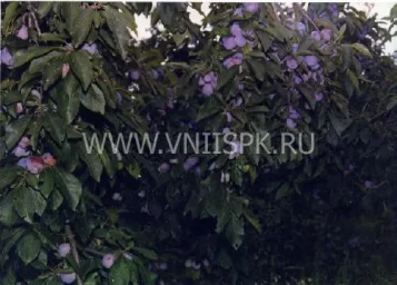 Сорт сливы домашней Балкарская 0