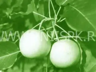 Сорт груши Сибирячка