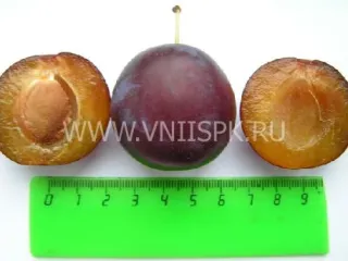 Сорт сливы домашней Кромань