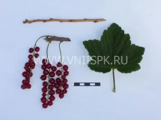 Сорт смородины красной Серпантин
