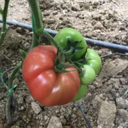 Сорт томата Тивай 12 (F1) 0