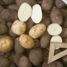 Сорт картофеля Янка 0