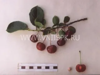 Сорт вишни Краса Татарии
