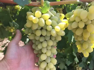 Сорт винограда Августин (Феномен)
