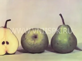Сорт груши Шихан