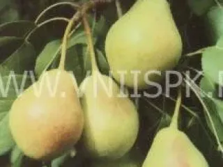 Сорт груши Лель (Груша)