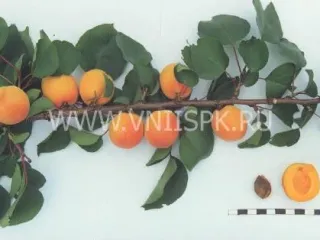 Сорт абрикоса Сын Краснощёкого