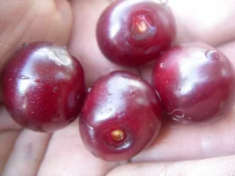 Сорт вишни Шоколадница 2