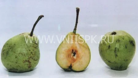 Сорт груши Гимринская 0