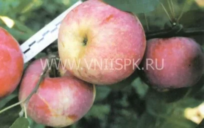 Сорт яблони Вадимовка 0