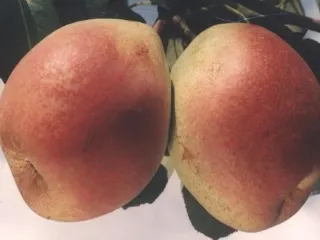 Сорт груши Мрия