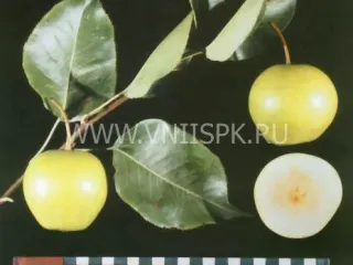Сорт груши Утренняя Свежесть