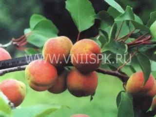 Сорт абрикоса Ульянихинский