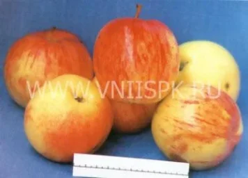Сорт яблони Крупное Ртищева 0