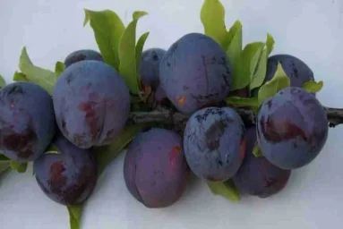 Сорт сливы китайской Сапфир 0