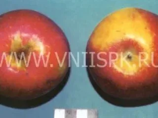 Сорт яблони Россошанское Багряное