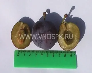 Сорт сливы домашней Витебская Поздняя 0