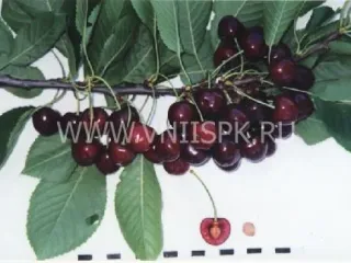 Сорт черешни Дагестанская Ранняя