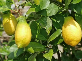 Сорт лимона Лунарио