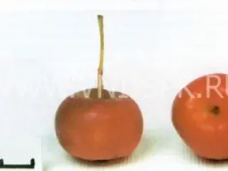 Сорт яблони Ранетка Пурпуровая