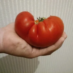 Сорт томата Хлебосольный 0