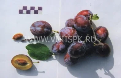 Сорт сливы домашней Богатырская 0