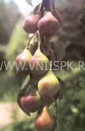 Сорт груши Кубанская Сочная (Груша) 0