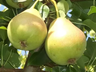 Сорт груши Мускатка